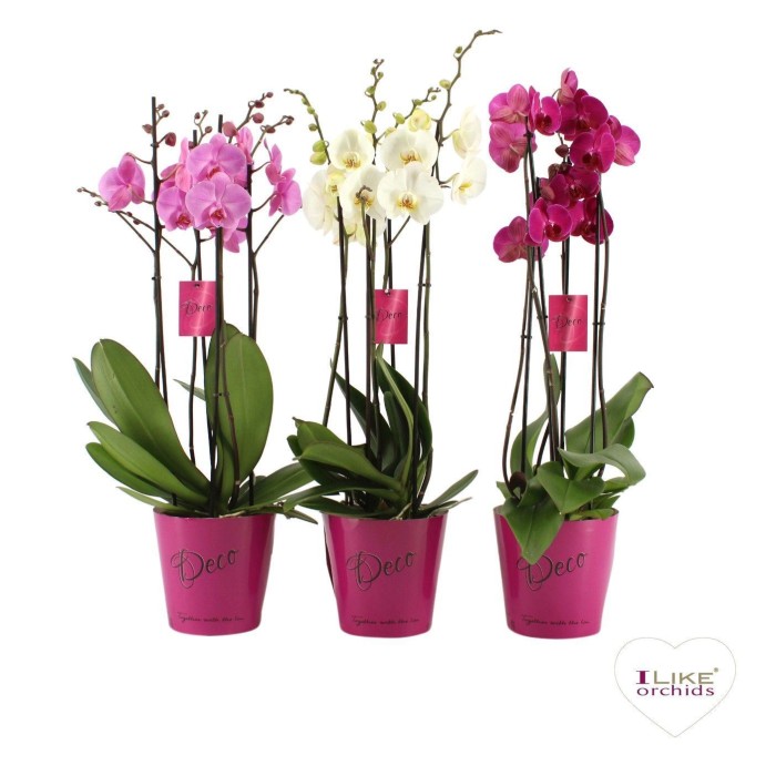 PHALAENOPSIS 4 vares DUETTO M17- 70cm. MIX  DM25