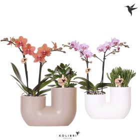 PHALAENOPSIS+CRASA L20 H18 TUBE MIX