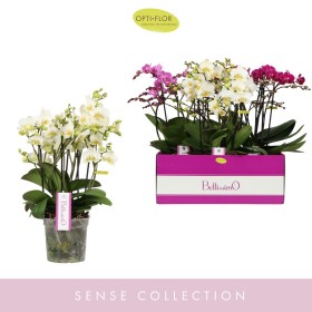 PHALAENOPSIS 4R  M15  H50 BELLISIMO MIX