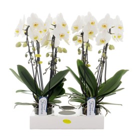 PHALAENOPSIS  M12 CASCADA 2 VARES FONTANO Versas