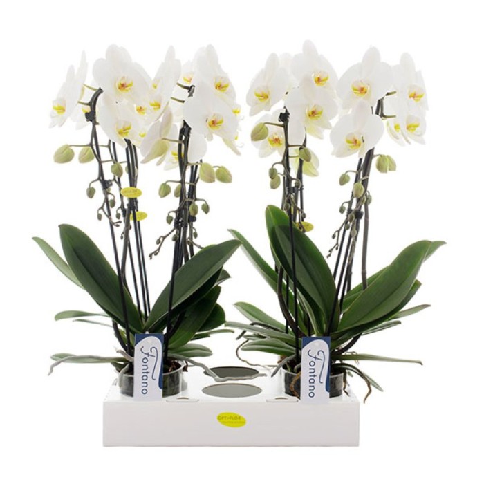 PHALAENOPSIS  M12 CASCADA 2 VARES FONTANO Versas