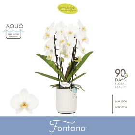 PHALAENOPSIS M12 CASCADA 2 VARES FONTANO CER AQUO