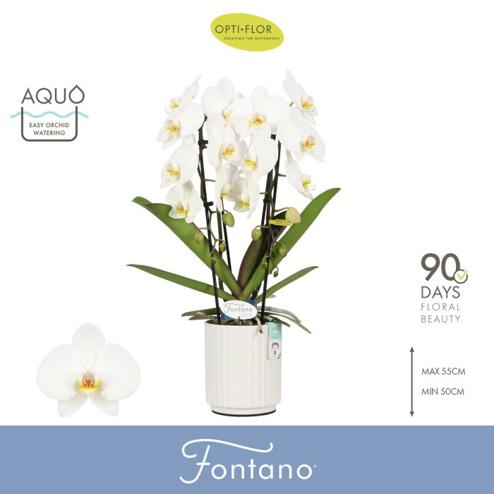 PHALAENOPSIS M12 CASCADA 2 VARES FONTANO CER AQUO