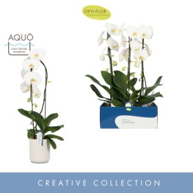 PHALAENOPSIS  M15 CASCADA 1 VARA FONTANO CERAMICA