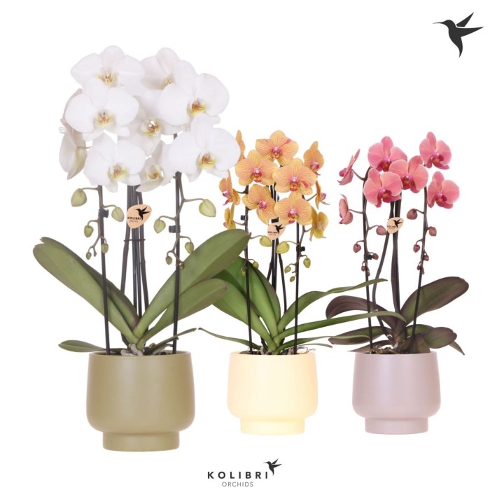 PHALAENOPSIS 2 VARES M12- 55cm. CASCADA CERAMICA