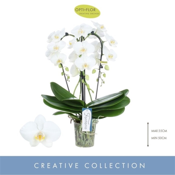 PHALAENOPSIS M12 CASCADA 3 VARES FONTANO Bellagio