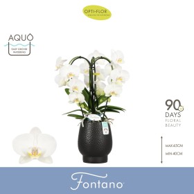 PHALAENOPSIS  M12 3 VARES FONTANO Bellagi AQUO  D