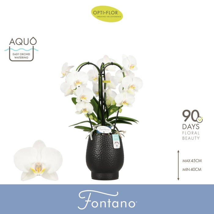 PHALAENOPSIS  M12 3 VARES FONTANO Bellagi AQUO  D