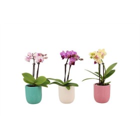 PHALAENOPSIS  M 6 MINI 2-vares CUBRETEST