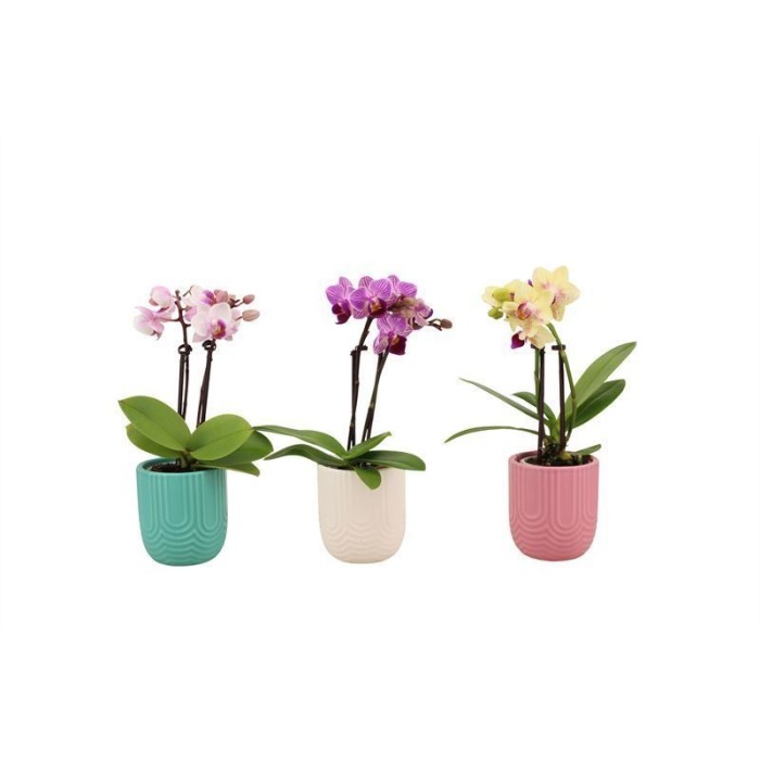 PHALAENOPSIS  M 6 MINI 2-vares CUBRETEST