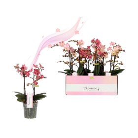 PHALAENOPSIS AROMIO 3-vares M12-40cm. Perfumada