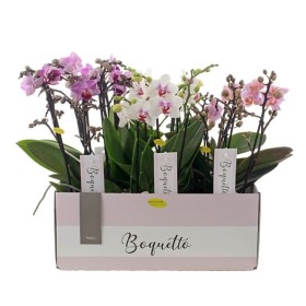PHALAENOPSIS MULT. BOQUETTO 4R M12 H40 MX