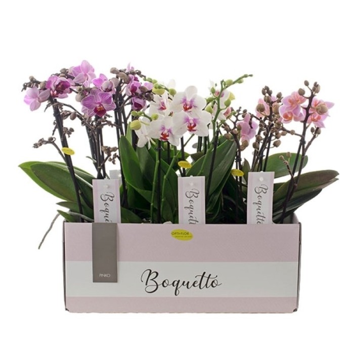 PHALAENOPSIS MULT. BOQUETTO 4R M12 H40 MX