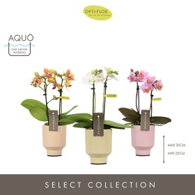PHALAENOPSIS MINI MIX en ceramica M 7 H25