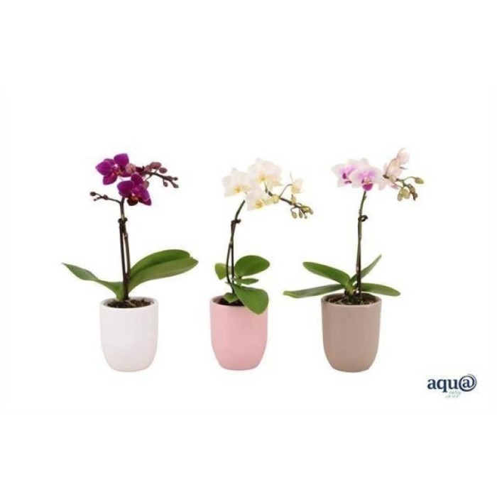 PHALAENOPSIS  M 6 MINI CERAMICA  DM25