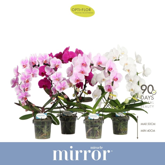 PHALAENOPSIS  M12 ARC 2 VARES MIRROR MIRACLE