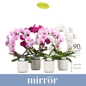 PHALAENOPSIS M12 ARC 2R MIRROR MIRACLE CER