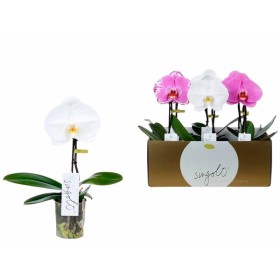 PHALAENOPSIS  M 9  FLOR SUPER SINGOLO