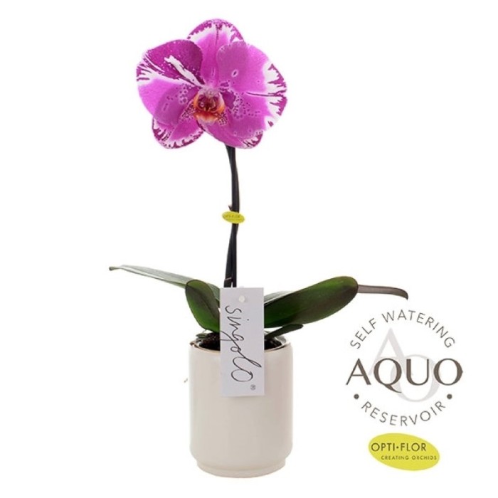 PHALAENOPSIS  M 9  FLOR SINGOLO VICTORIO AQUO
