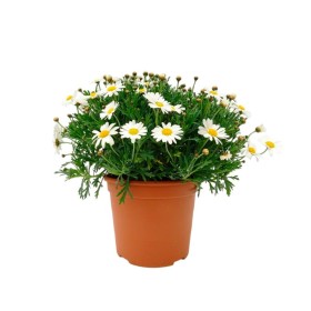 ARGYRANTHEMUM FRUTESCENS BLANC 10L