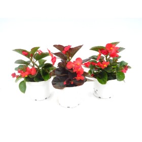 BEGONIA BIG M19