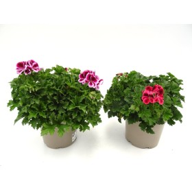 PELARGONIUM GRAZIOSA M19