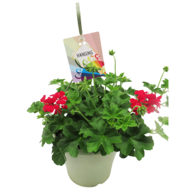 PELARGONIUM CALIENTE T23