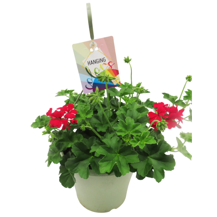 PELARGONIUM CALIENTE T23
