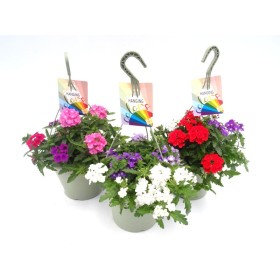 VERBENA TRICOLOR T23