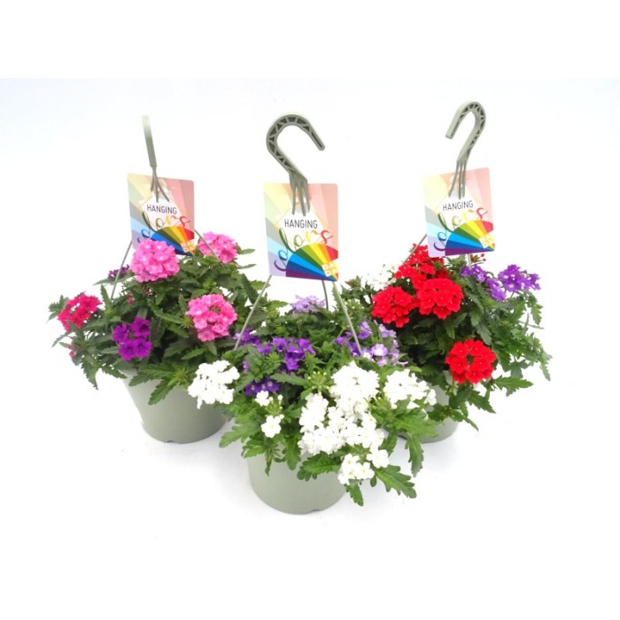 VERBENA TRICOLOR T23