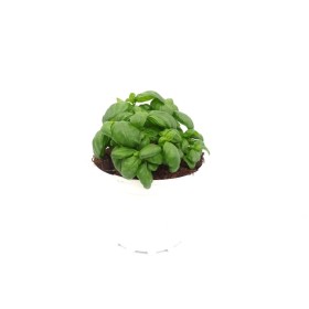 OCIMUM BASILICUM PESTO M19