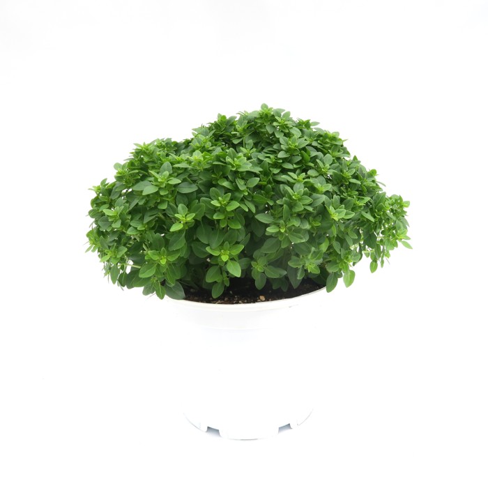 OCIMUM BASILICUM MINIMUM M19
