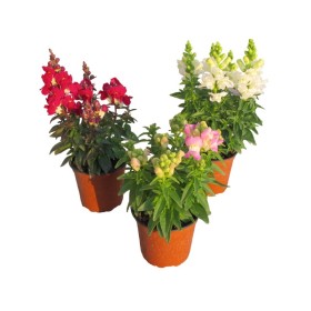 ANTIRRHINUM MAJUS M13