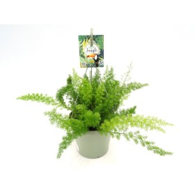 ASPARAGUS MEYERII T23