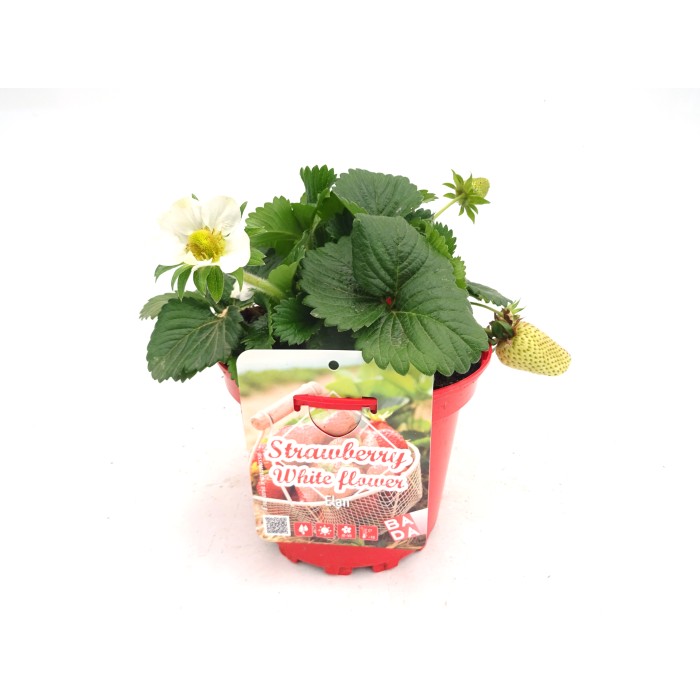 FRAGARIA x ANANASSA  M17