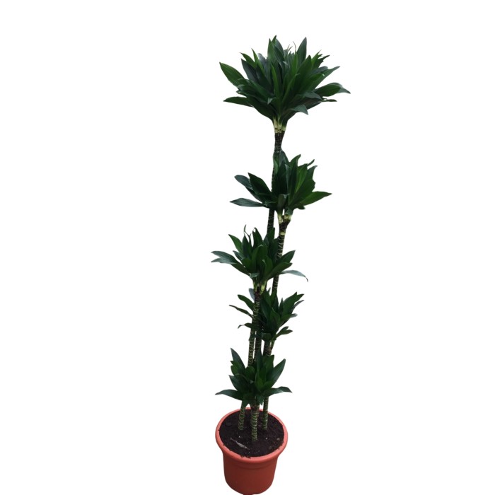 DRACAENA COMPACTA 150.120.90.60.30 M30