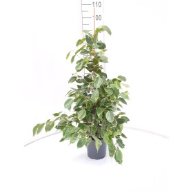 FICUS BENJ. GOLDEN KING M17 H90