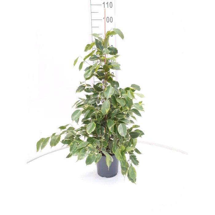 FICUS BENJ. GOLDEN KING M17 H90