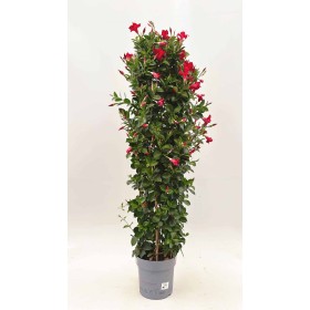 DIPLADENIA DOBLE ARCO 150cm M25