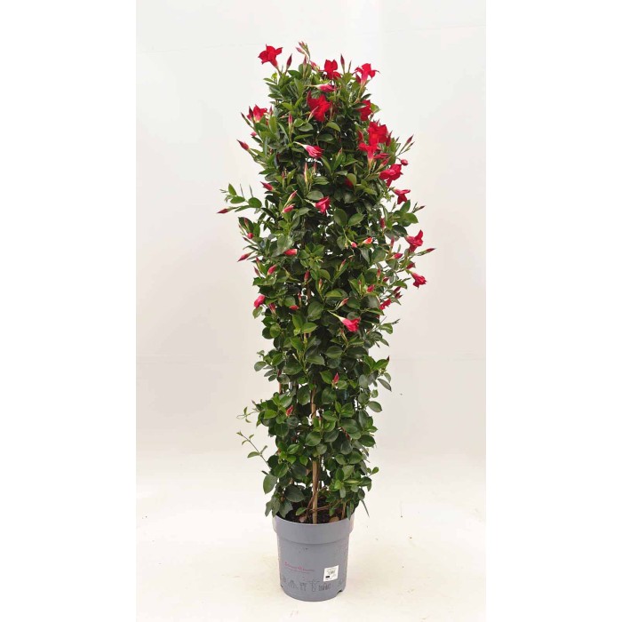DIPLADENIA DOBLE ARCO 150cm M25