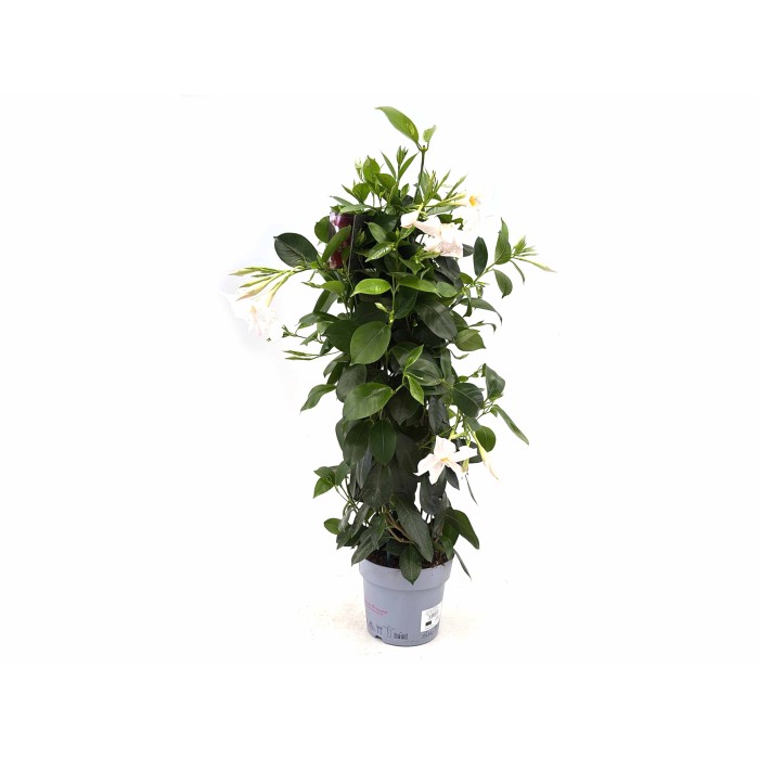 DIPLADENIA DOBLE ARCO 60m M17