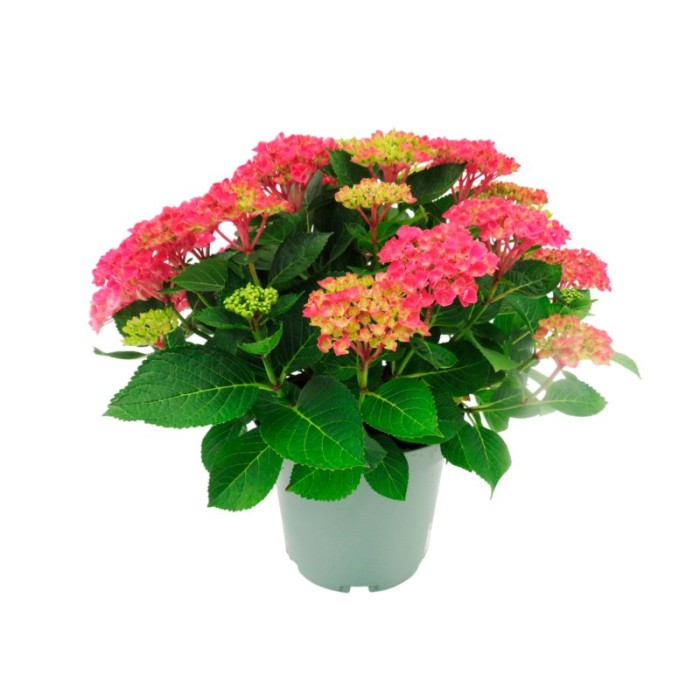 HORTENSIA M23 CABARET