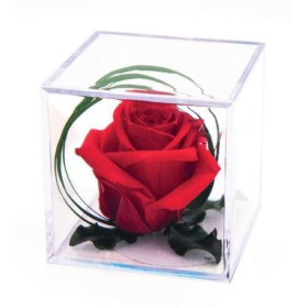 ROSA VERMELLA DECO MELCIOR UNITAT 8X8X8cm