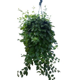 AESCHYNANTHUS  PENJAR M25 H45