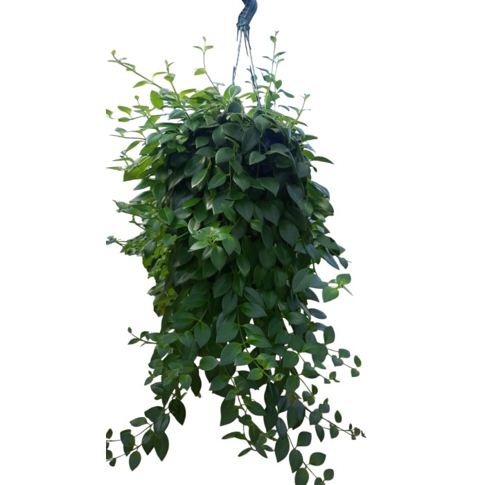 AESCHYNANTHUS  PENJAR M25 H45