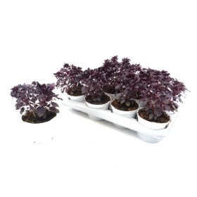 OCIMUM PURPUREUM M13