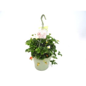 FRAGARIA x ANANASSA T23