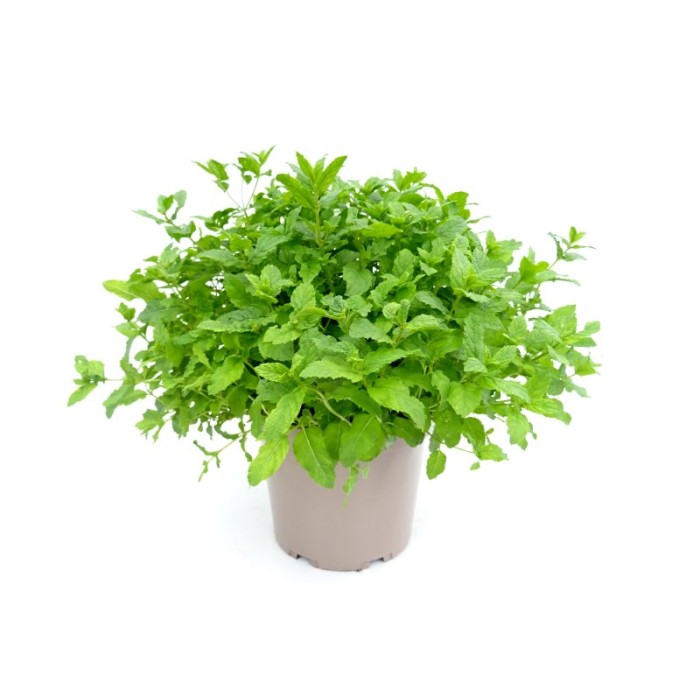 MENTHA SPICATA 5L