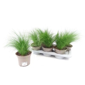 STIPA TENUISSIMA M17