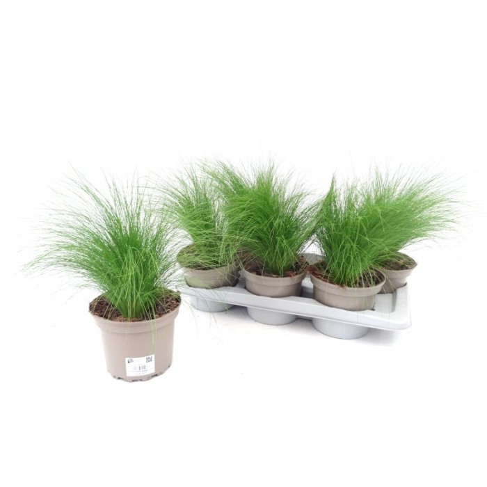 STIPA TENUISSIMA M17